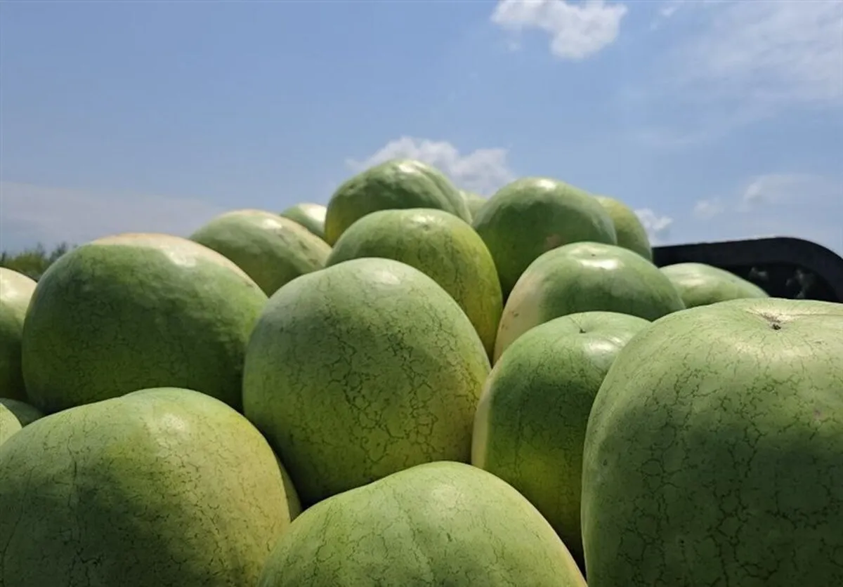 252 هزار تن هندوانه تازه برای تنظیم بازار شب یلدا عرضه می‌شود