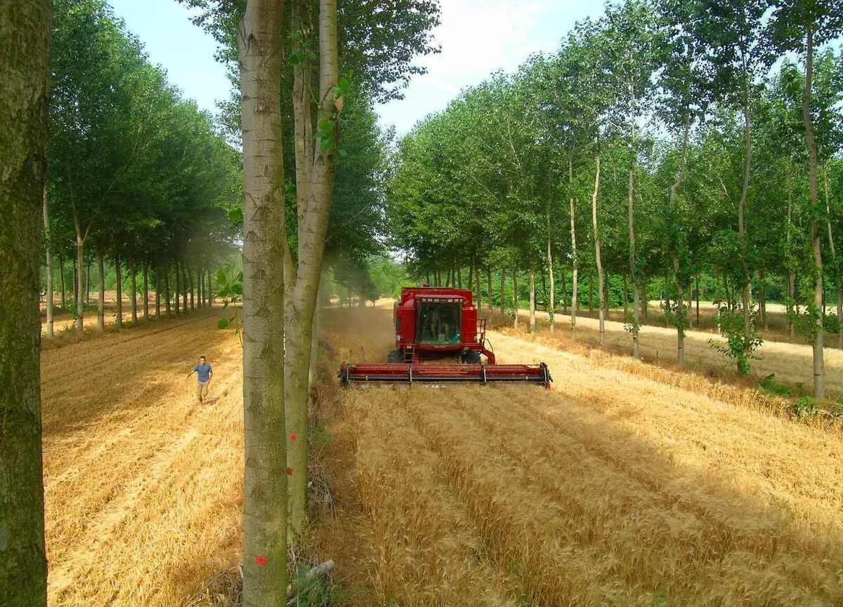 جذب سرمایه‌گذار با واگذاری زمین برای زراعت چوب و راه‌اندازی شهرک‌ کشاورزی