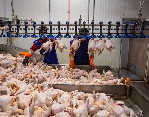 قیمت جدید مرغ در بازار