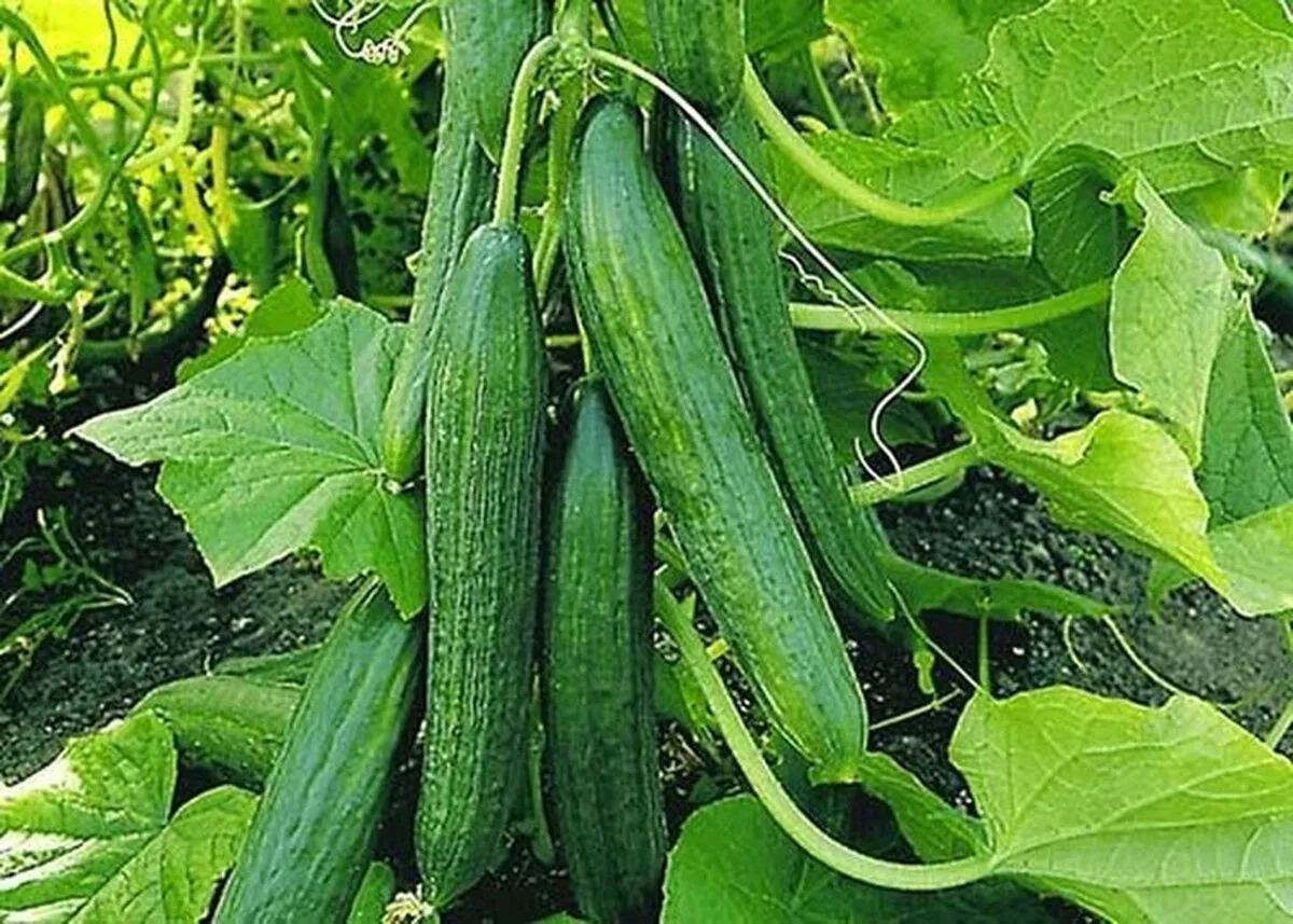 قیمت میوه و سبزیجات در بازار امروز ۲۸ مهر ۱۴۰۴