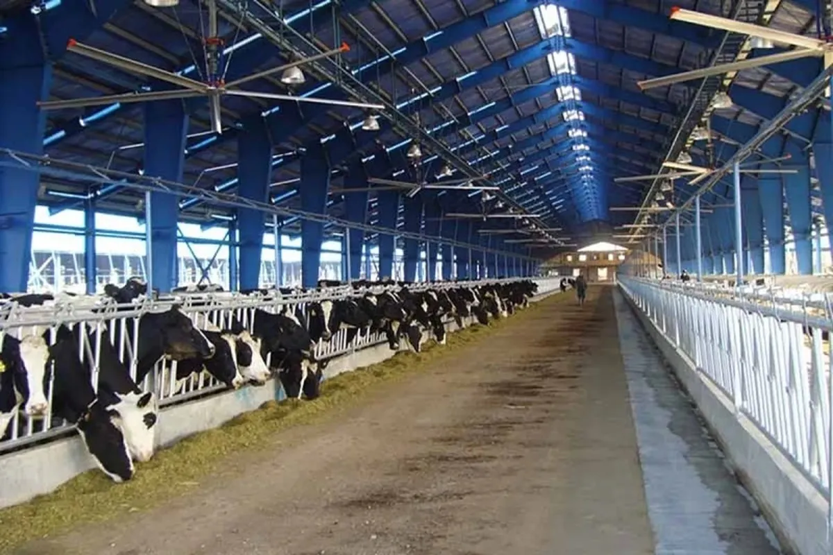 قیمت دام زنده امروز ۲۳ اردیبهشت