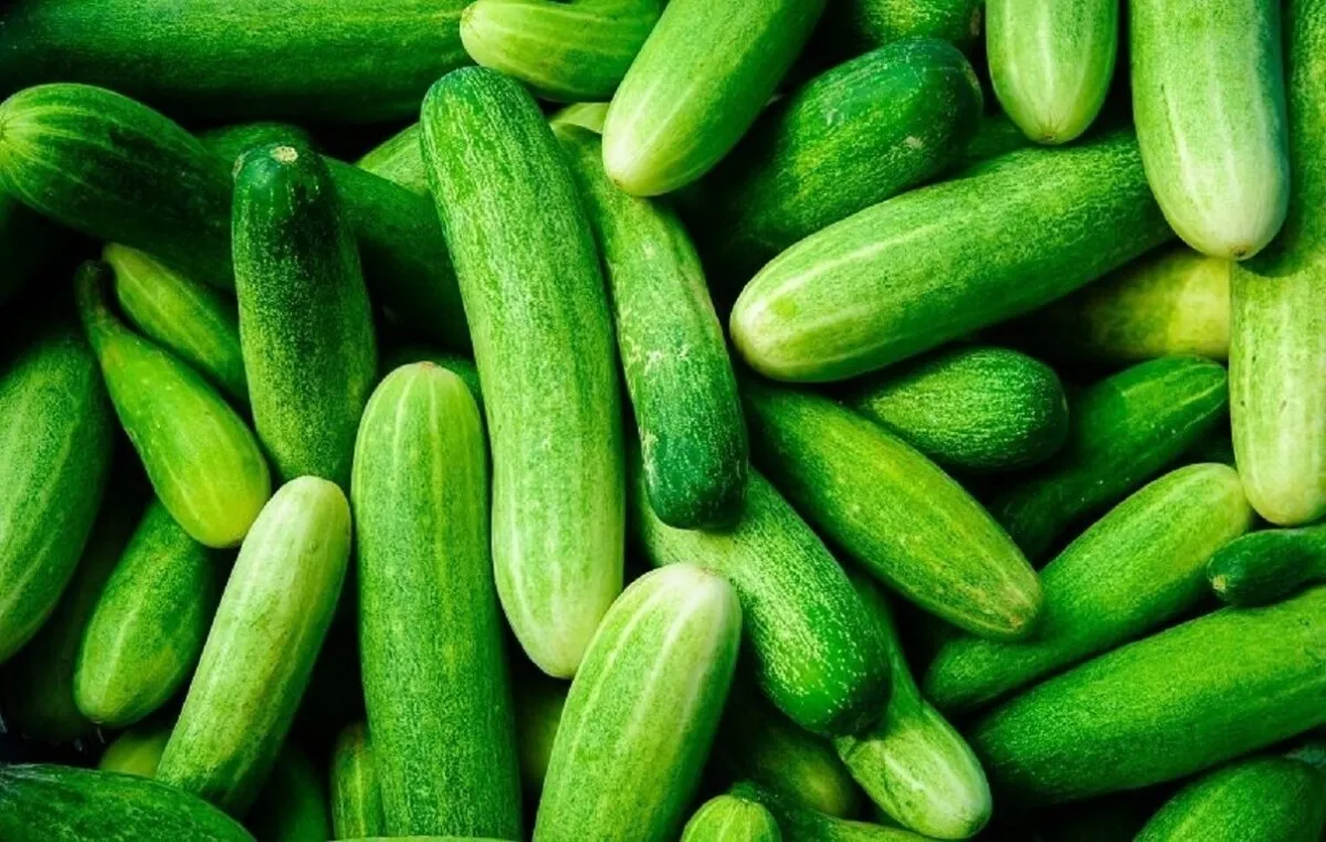 خسارت سرما به باغداران/  چرا خیار گران شد؟