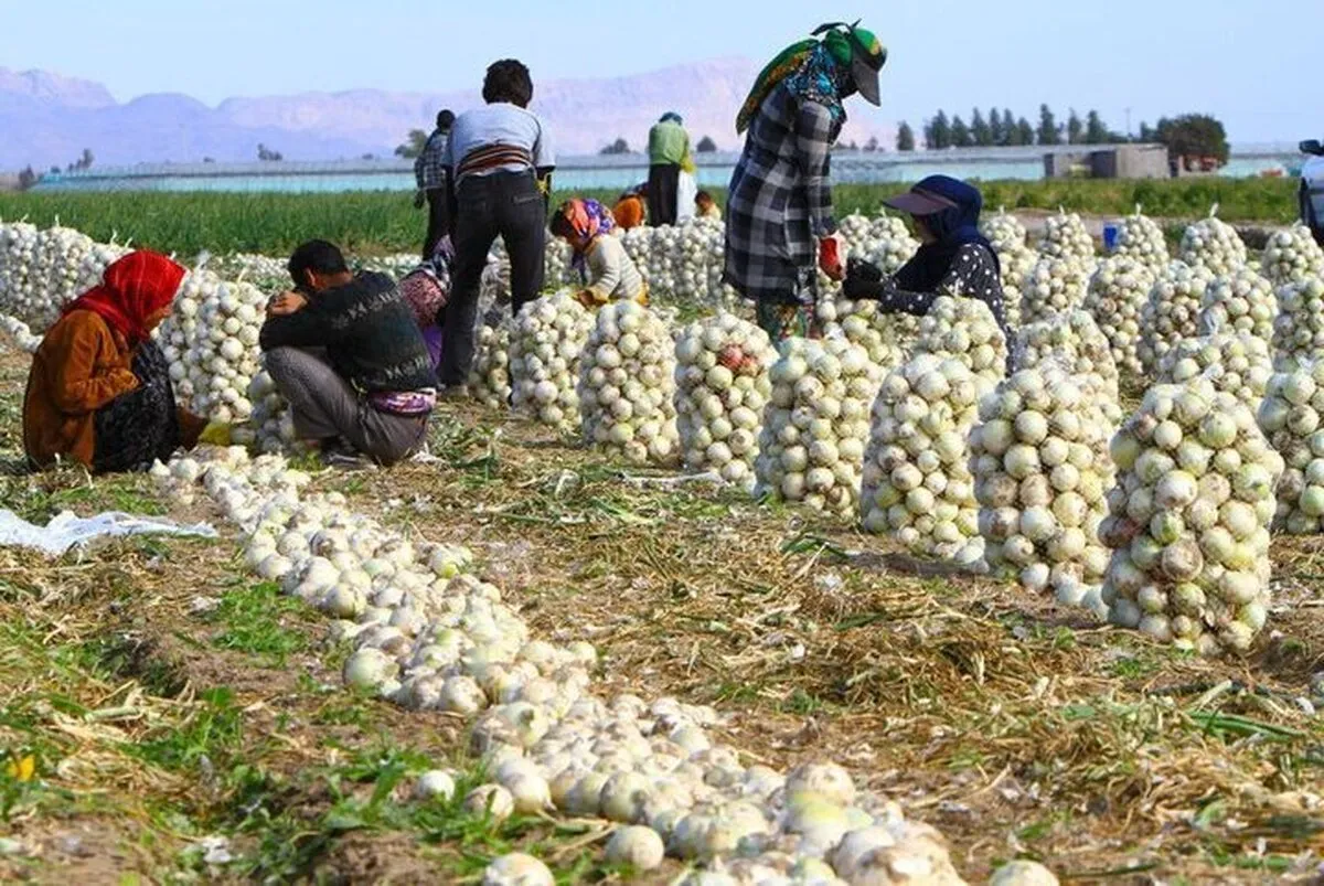 خرید تضمینی پیاز تا ۵ خرداد تمدید شد