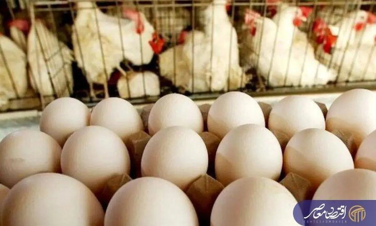 قیمت هر شانه تخم مرغ چند؟