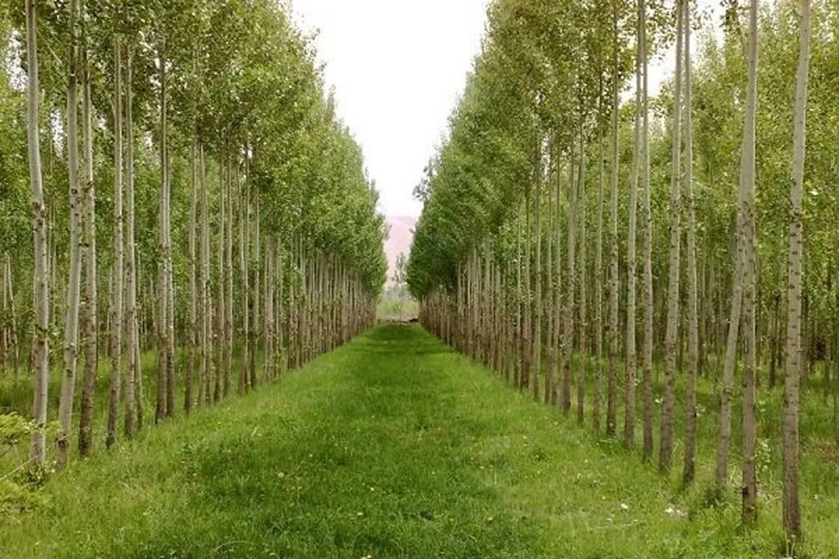 بیش از ۷ هزار هکتار اراضی ملی برای زراعت چوب در کشور شناسایی شد
