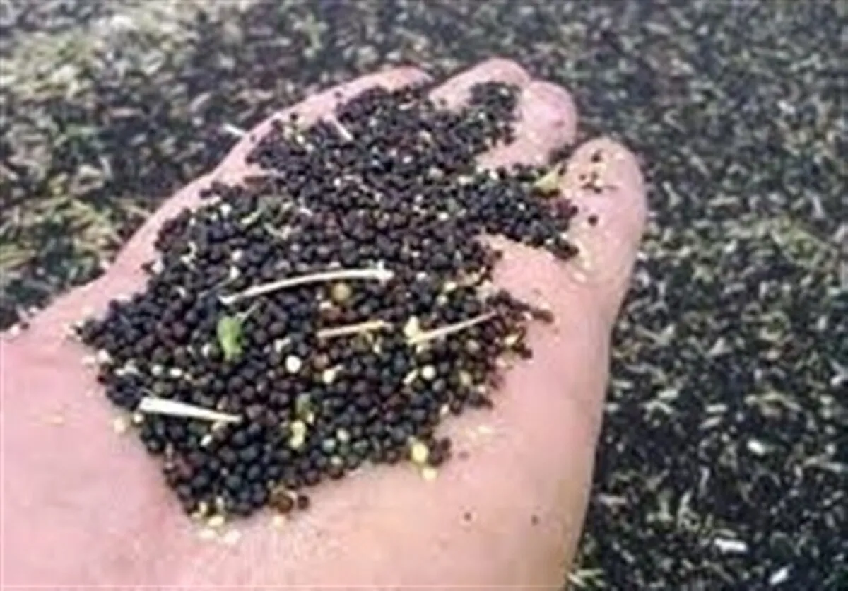 ایران در آستانه خودکفایی در تولید بذر