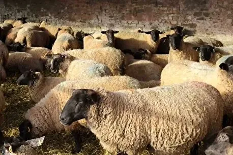 قیمت جدید دام زنده اعلام شد+ جزییات