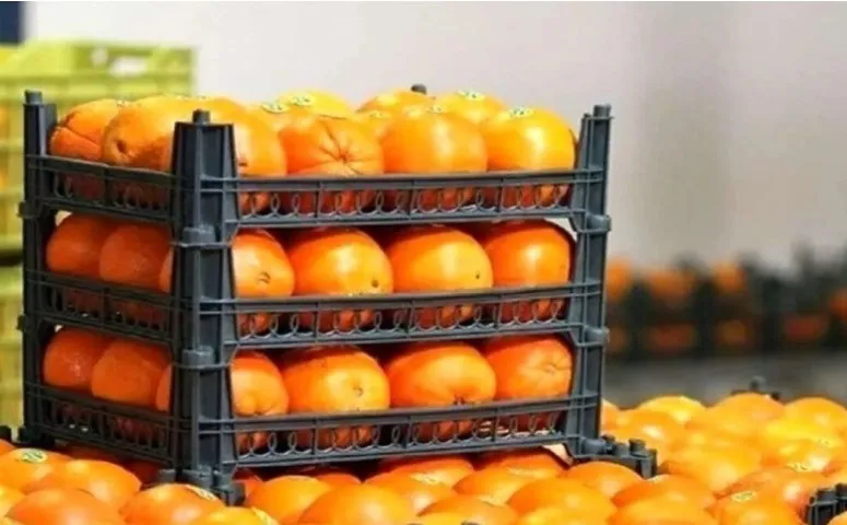 آغاز توزیع میوه ایام پایانی سال از امروز در تهران