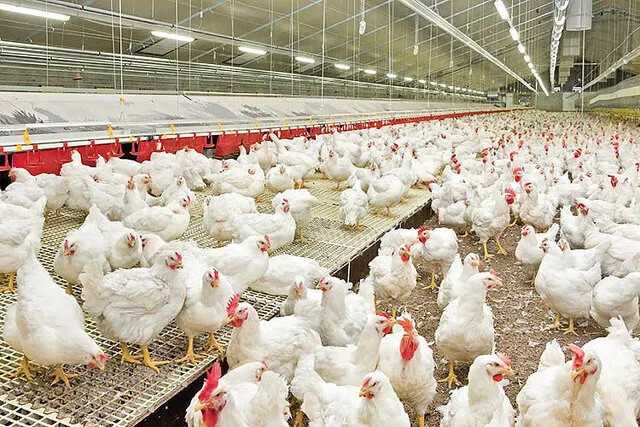 امضای تفاهمنامه سرمایه گذاری ۲۵۰ میلیون دلاری در زنجیره صنعت مرغداری کشور