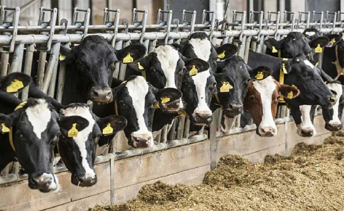 ارز نرسد واردکننده محصولات پروتئینی می‌شویم