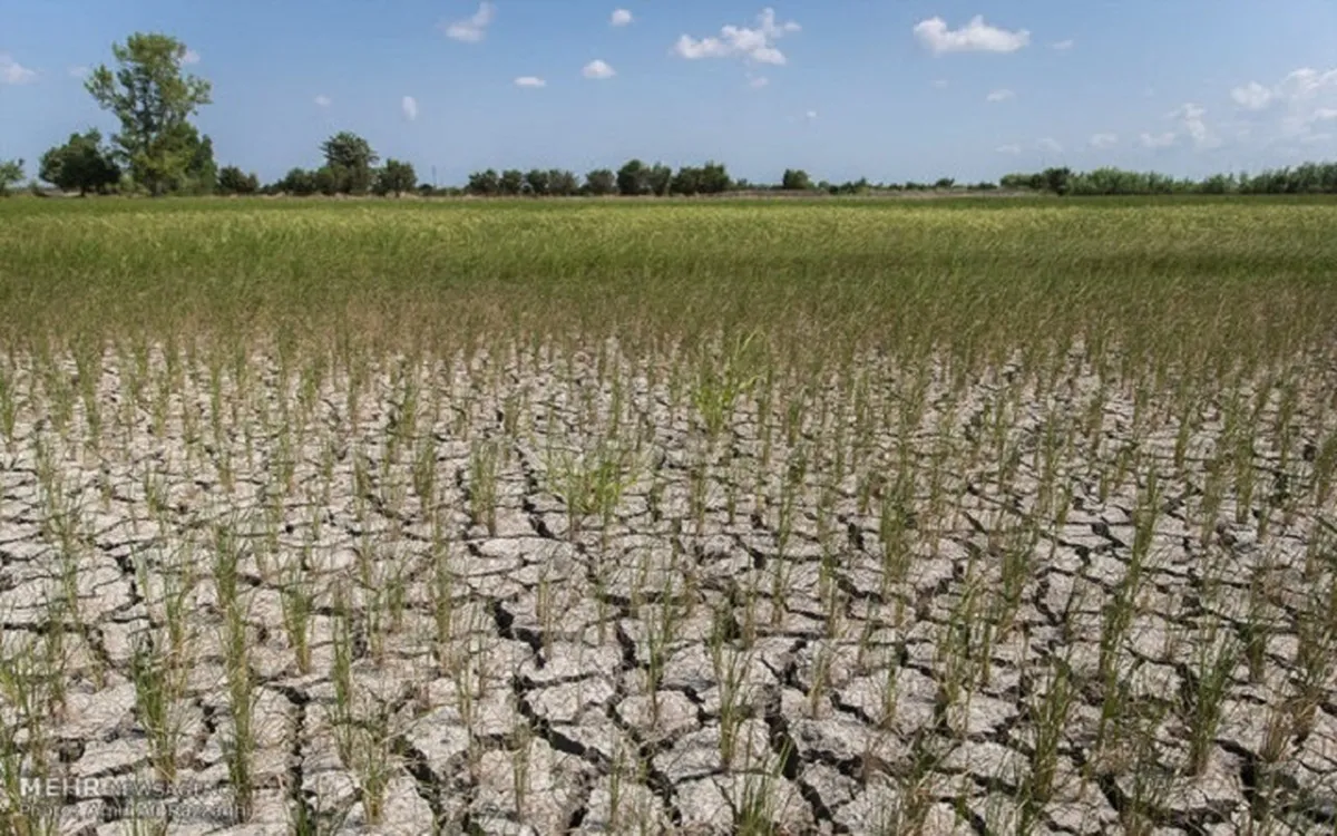 سهم آب کشاورزی یک‌سوم کاهش یافت/ امنیت غذایی در محاصره کم‌آبی