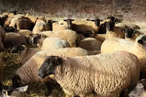 قیمت جدید دام زنده اعلام شد+ جزییات