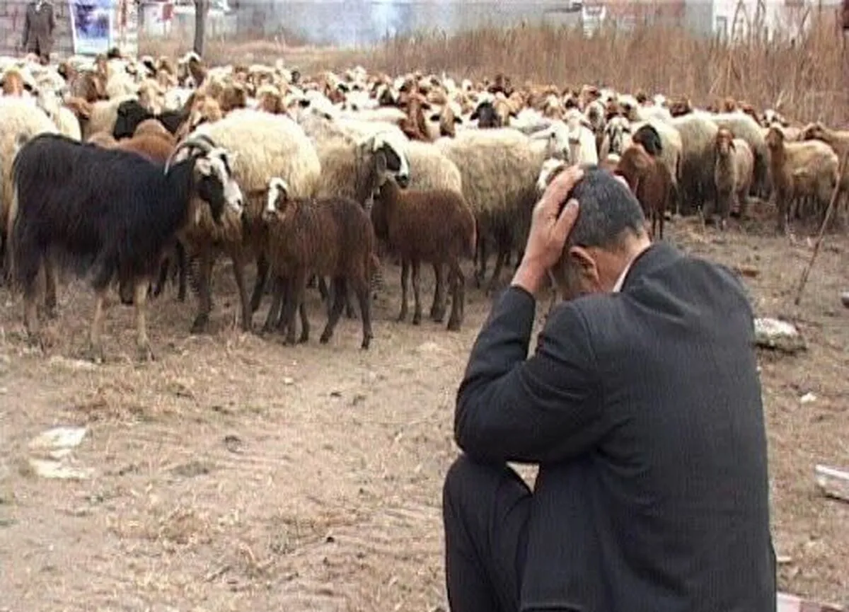 تا از دامدار حمایت نکنیم وابستگی به واردات گوشت رفع نمی‌شود