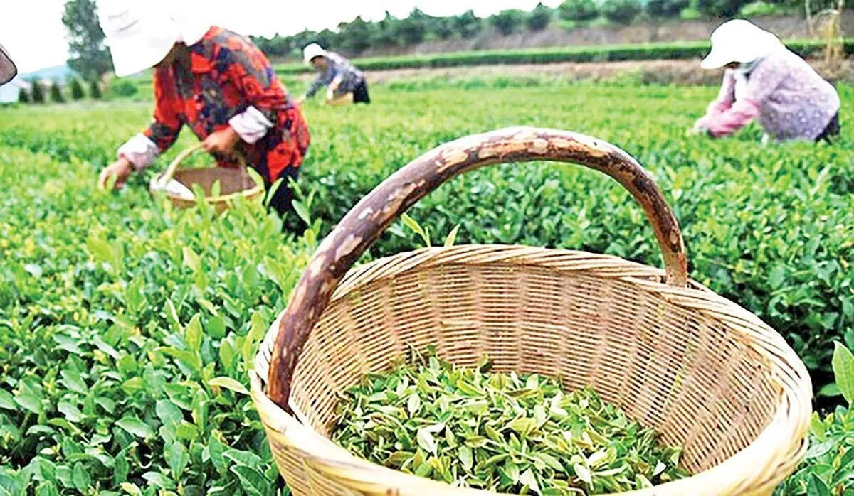 صادرات چای ایران به ۲۳ کشور آغاز شد