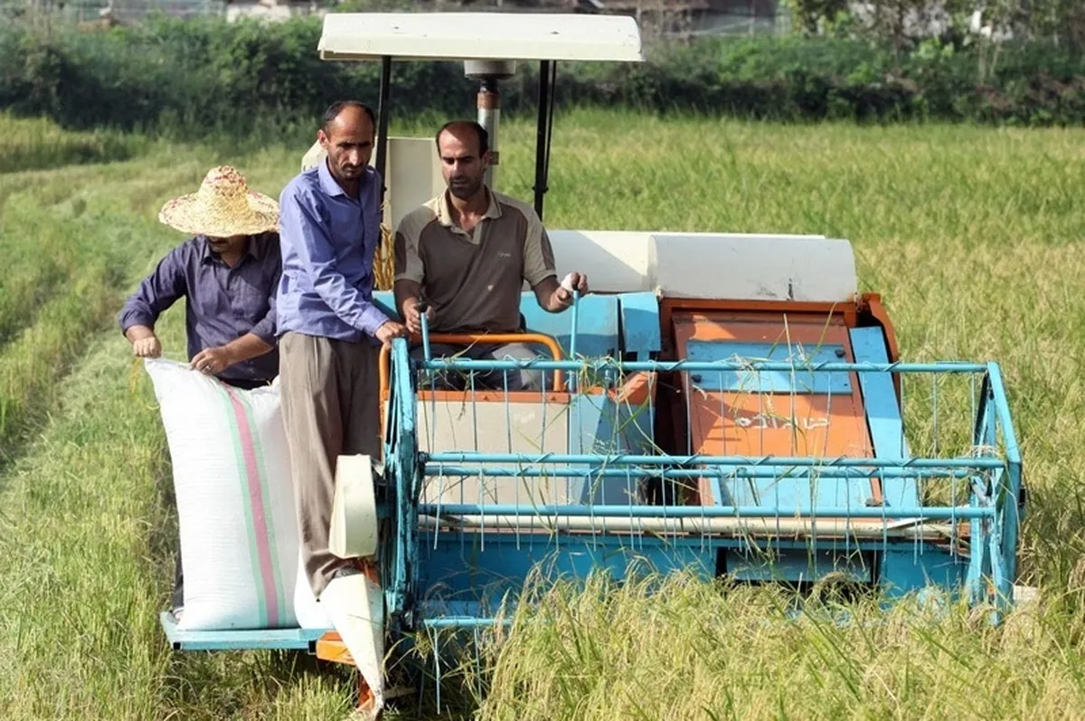 پیش بینی ۱۴ هزار دستگاه کمباین برای برداشت برنج در کشور