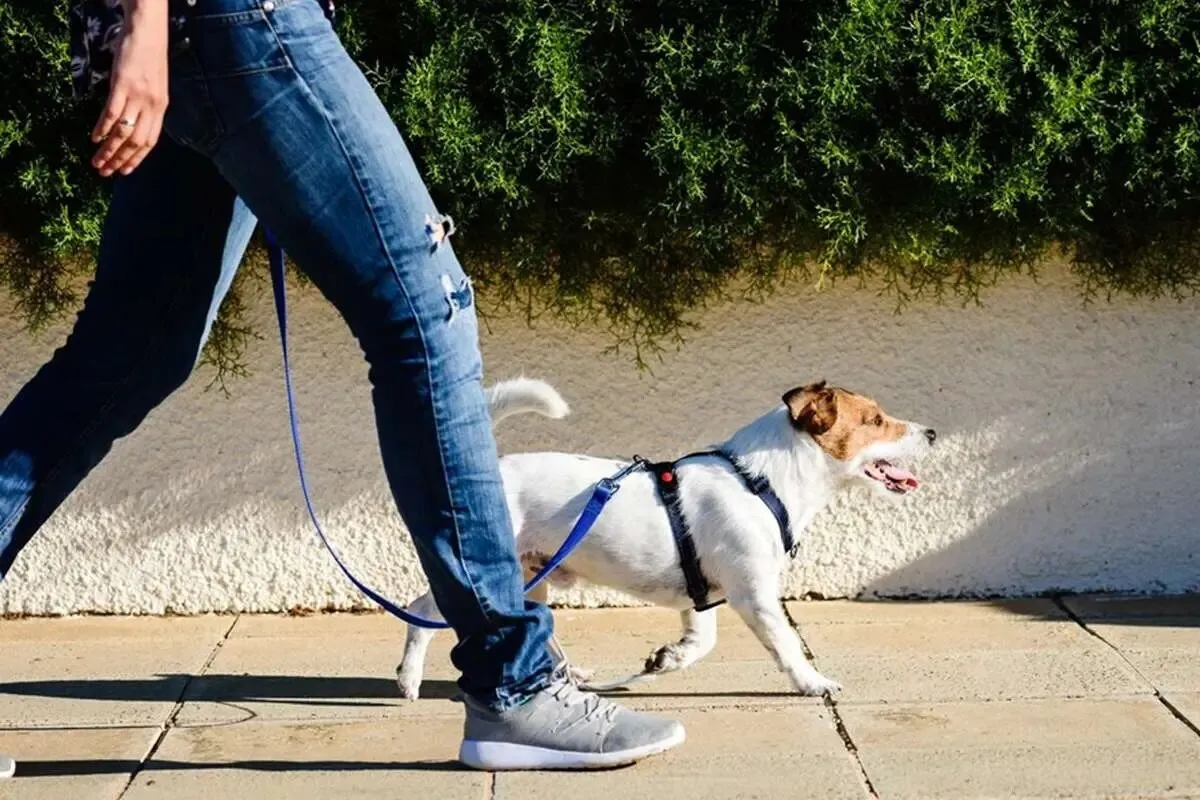 ممنوعیت سگ‌گردانی قانونی است؟