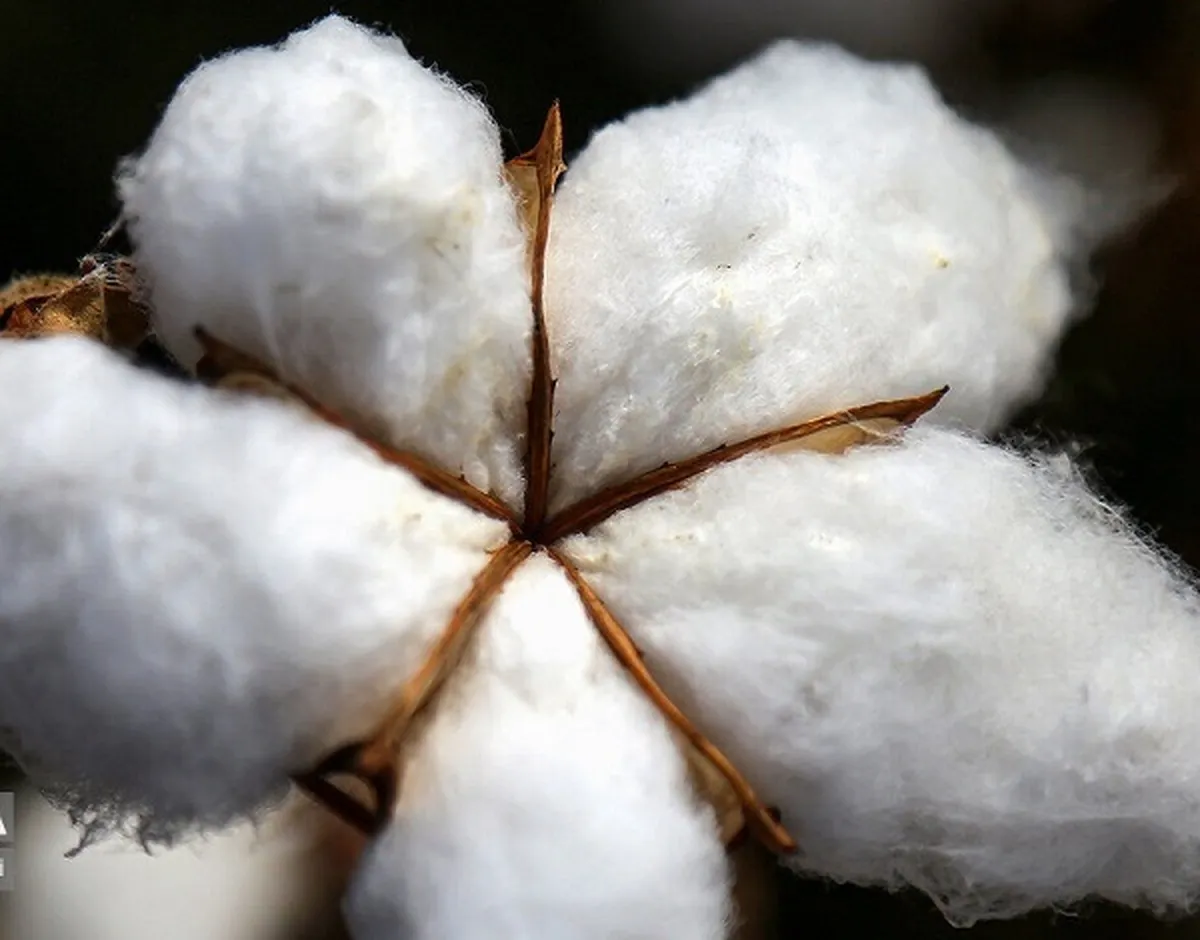 قیمت خرید تضمینی هر کیلوگرم پنبه وش اعلام شد