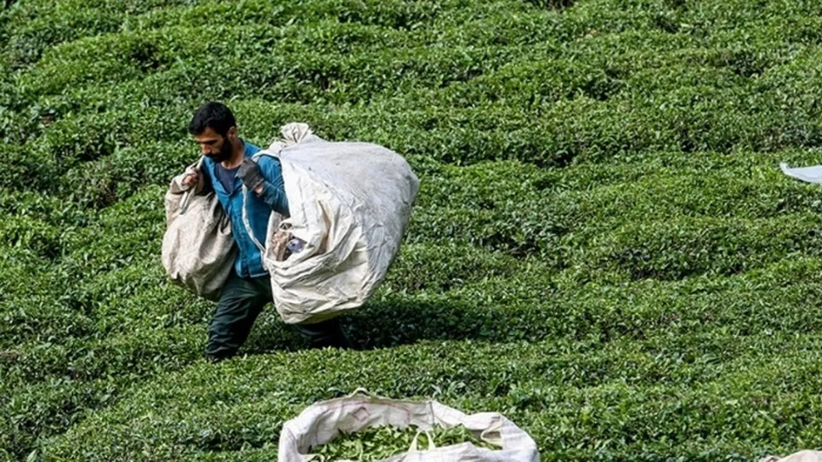 ۶۴ درصد از مطالبات چایکاران کشور پرداخت شد