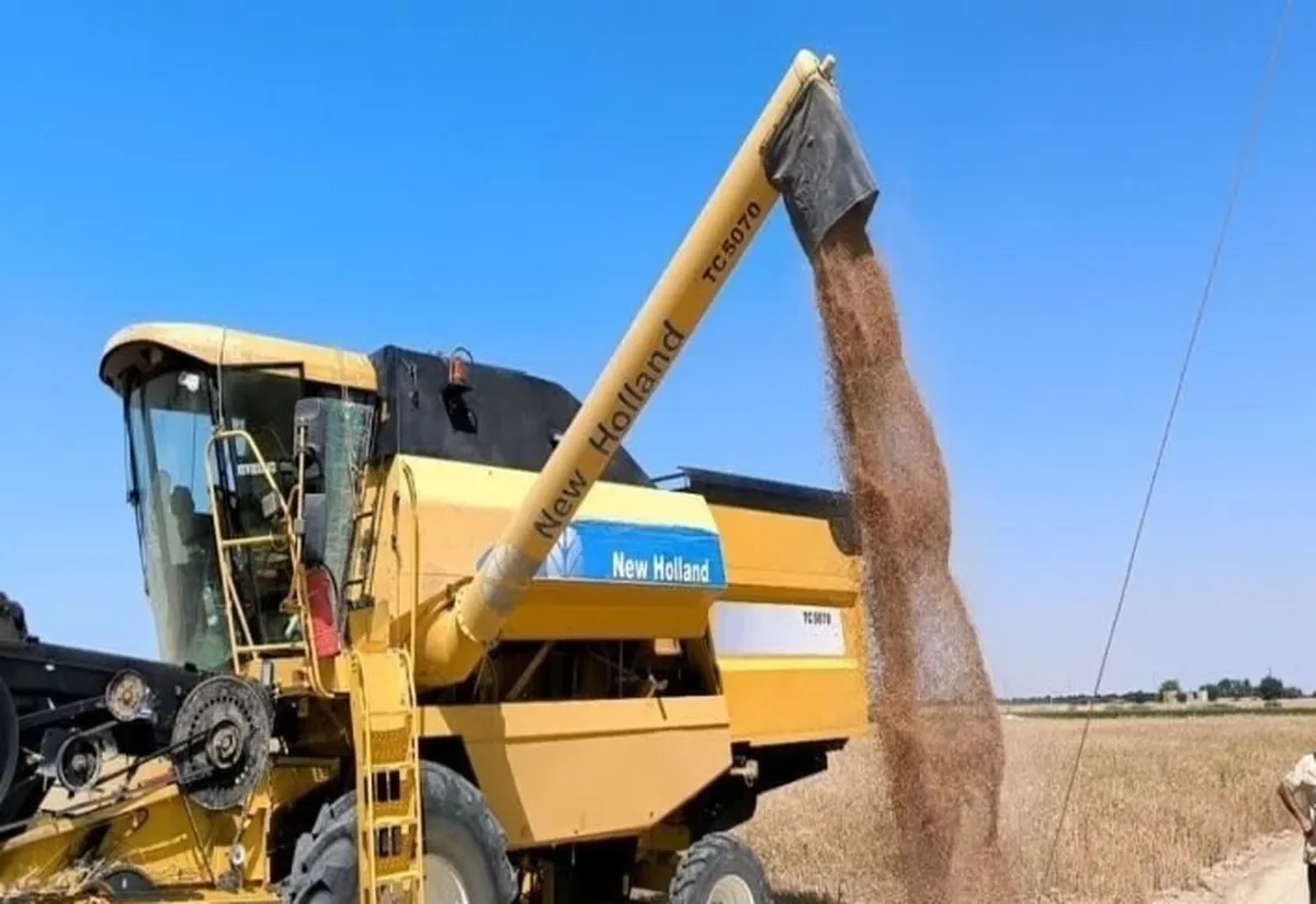 ۳۰درصد گندم کشور از برداشت تا مصرف هدر می‌رود