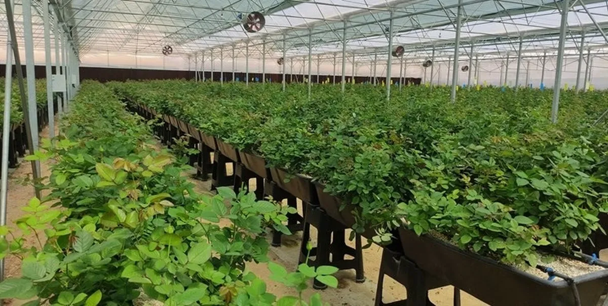 نرخ گاز گلخانه‌ها پس از ۱۸ سال، افزایش یافت