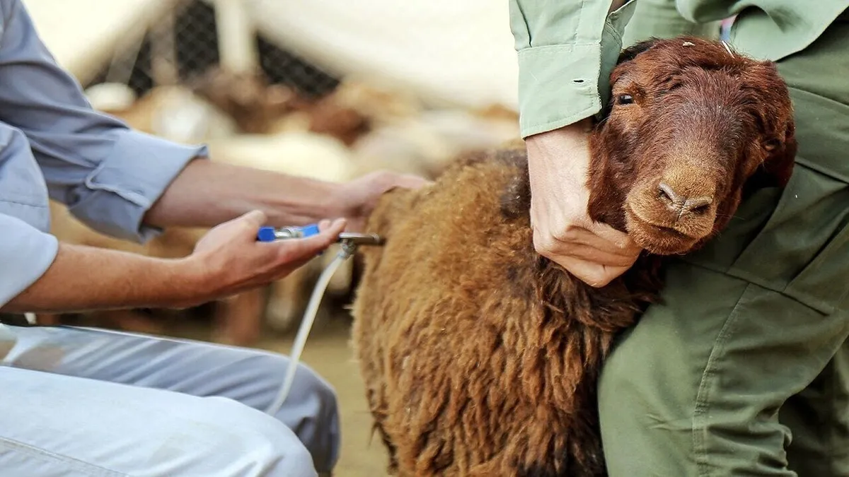 واکسیناسیون رایگان دام‌های روستایی و عشایری