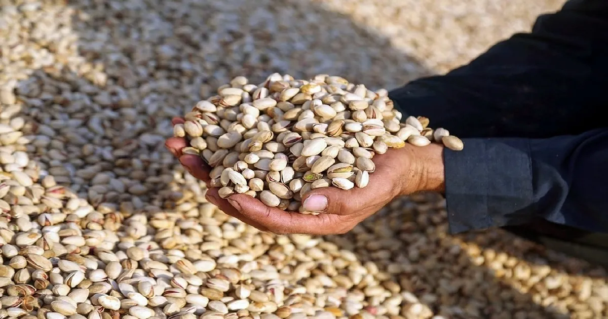 ظرفیت صنایع تبدیلی و تکمیلی پسته کشور ۸۳۳ هزار تن است