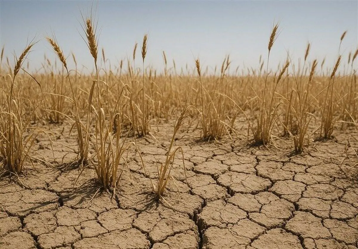 آغاز پرداخت غرامت گندمکاران با واریز ۱۱۰۰ میلیارد تومان