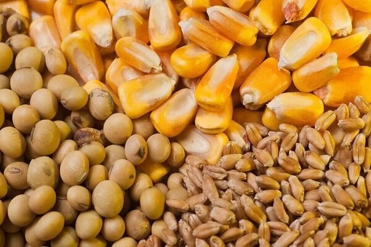 ۳۵۰ هزارتن جو در بین دامداران توزیع شد