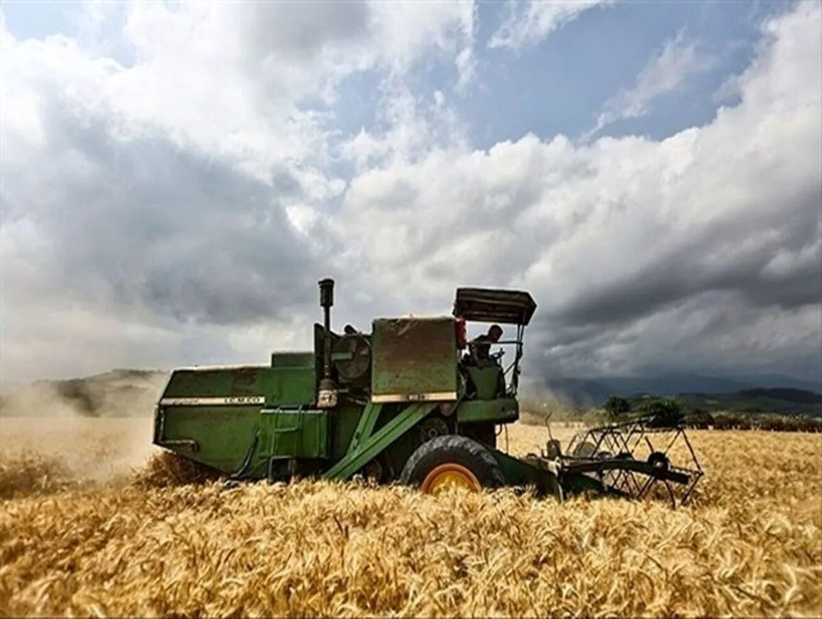 برآورد وزارت کشاورزی آمریکا از تولید گندم در ایران