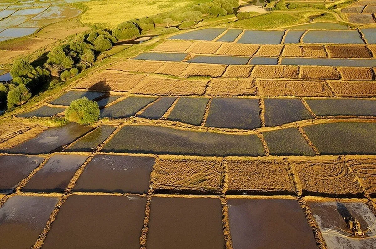 نارضایتی از اجرا نشدن صحیح الگوی کشت