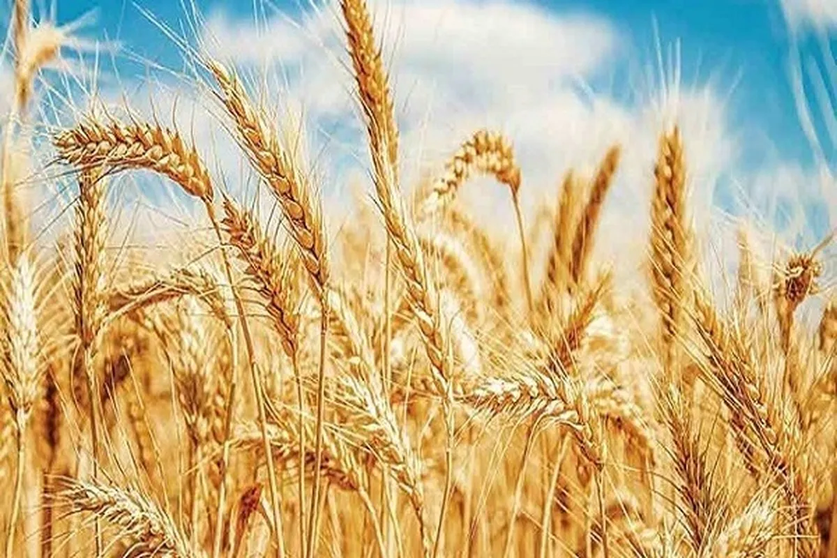 رشد تولید گندم همزمان با رشد ۱۷ درصدی خرید تضمینی