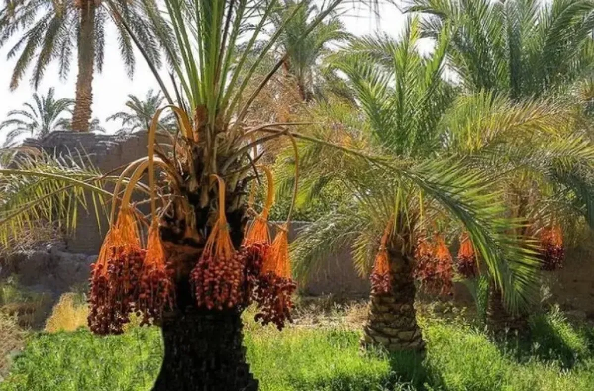 ضرورت تسریع برداشت ارقام زودرس خرما