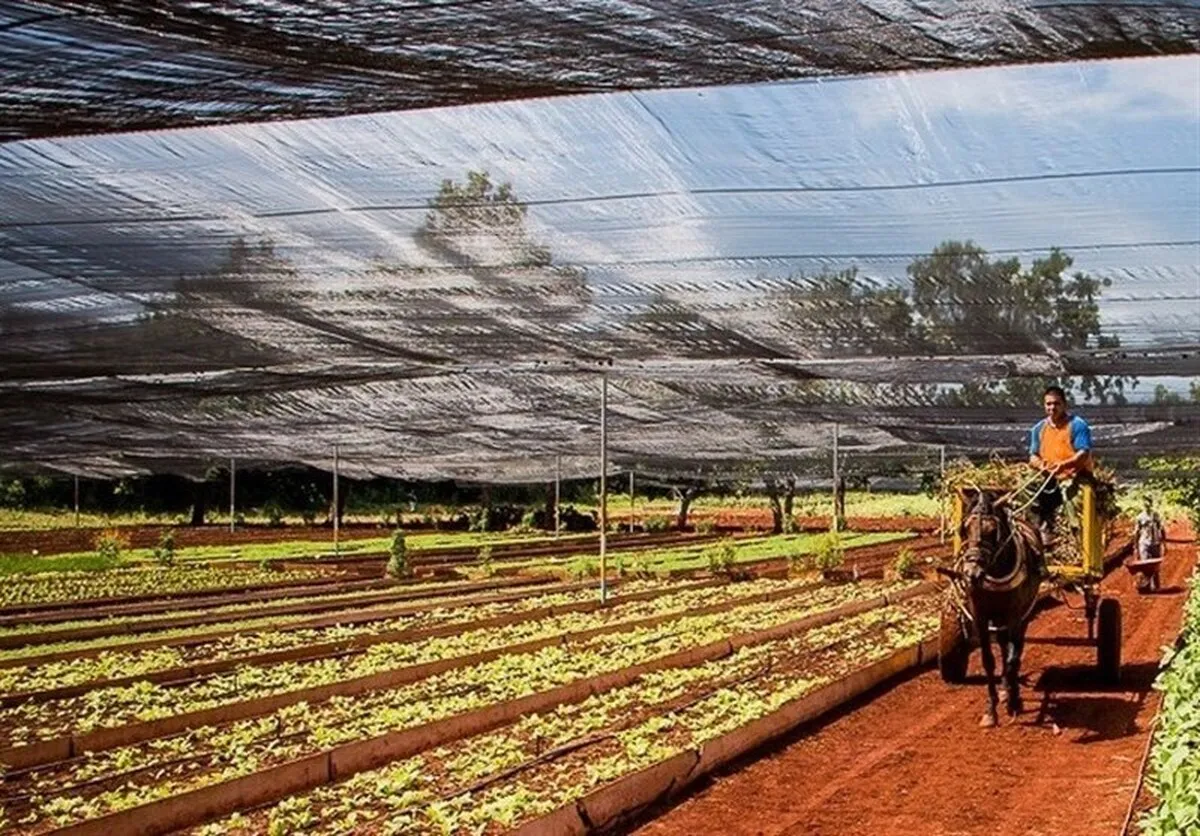 آخرین آمار رسمی قیمت محصولات و خدمات کشاوزی اعلام شد