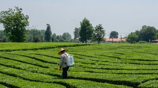 قیمت خرید تضمینی برگ سبز چای اعلام شد