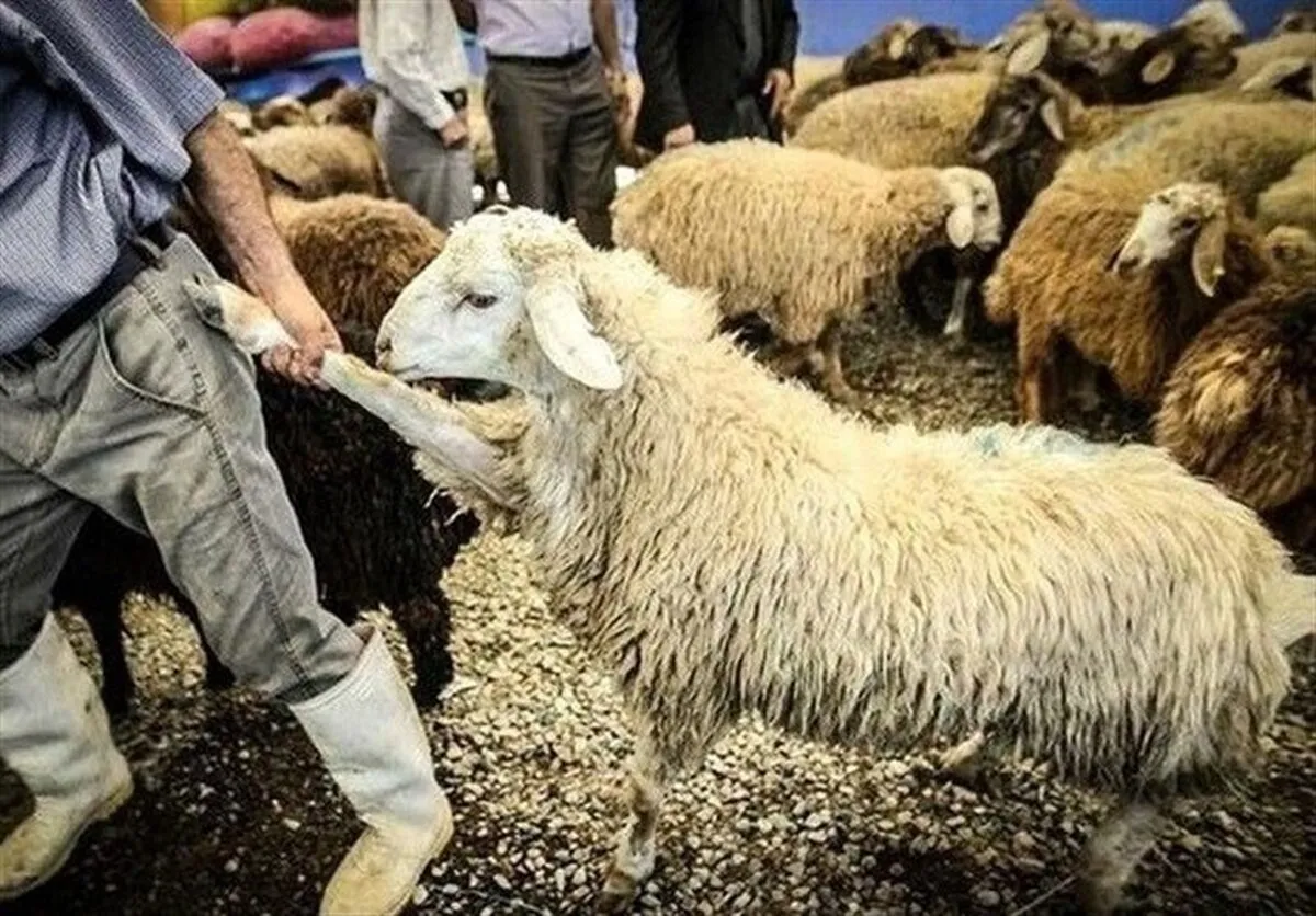 خشکسالی و گرانی نهاده‌ پای دام‌های مولد را به کشتارگاه باز کرد