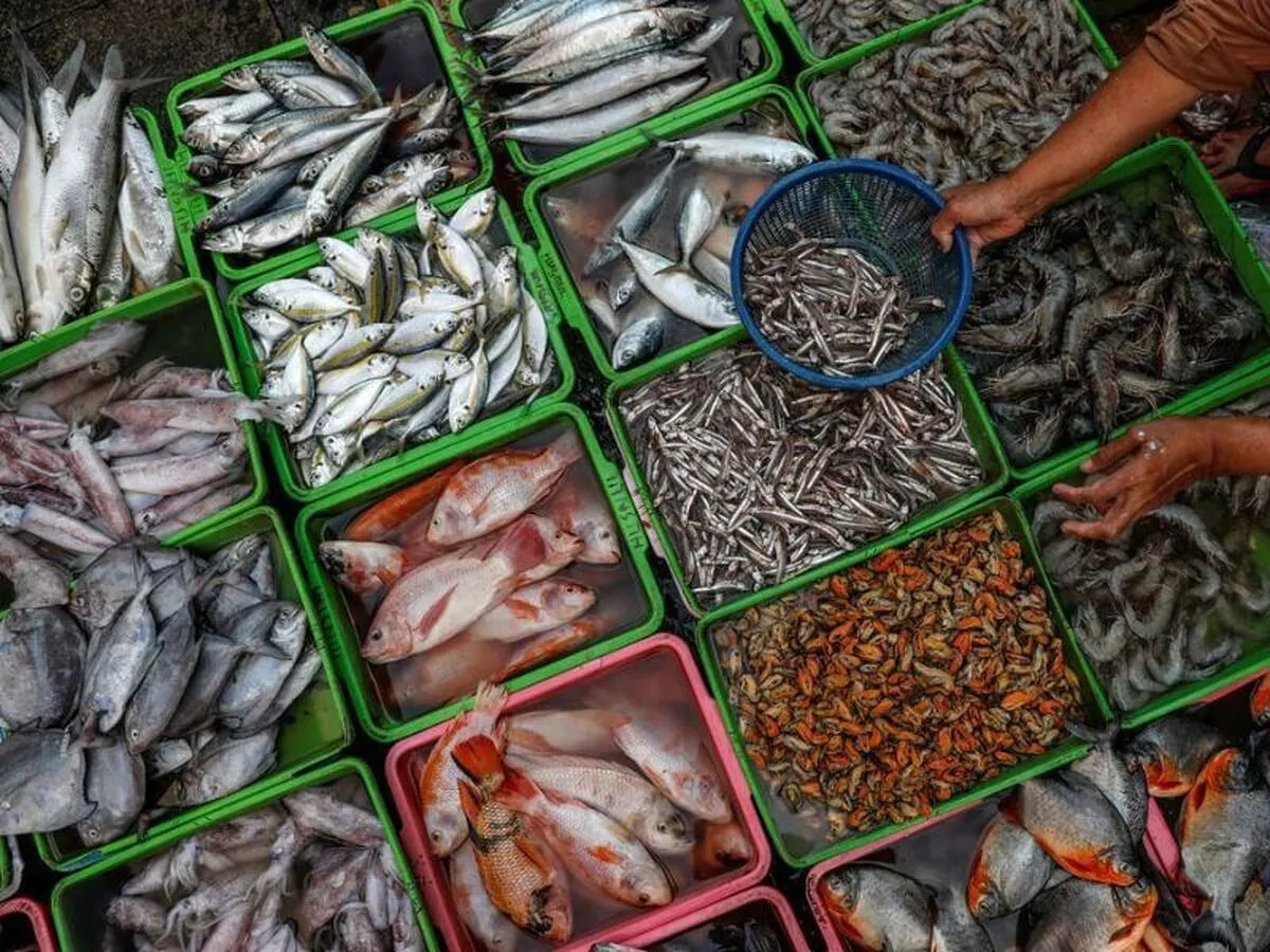 بیش از ۶۵ درصد از صادرات ماهی هرمزگان مربوط به بندرلنگه است