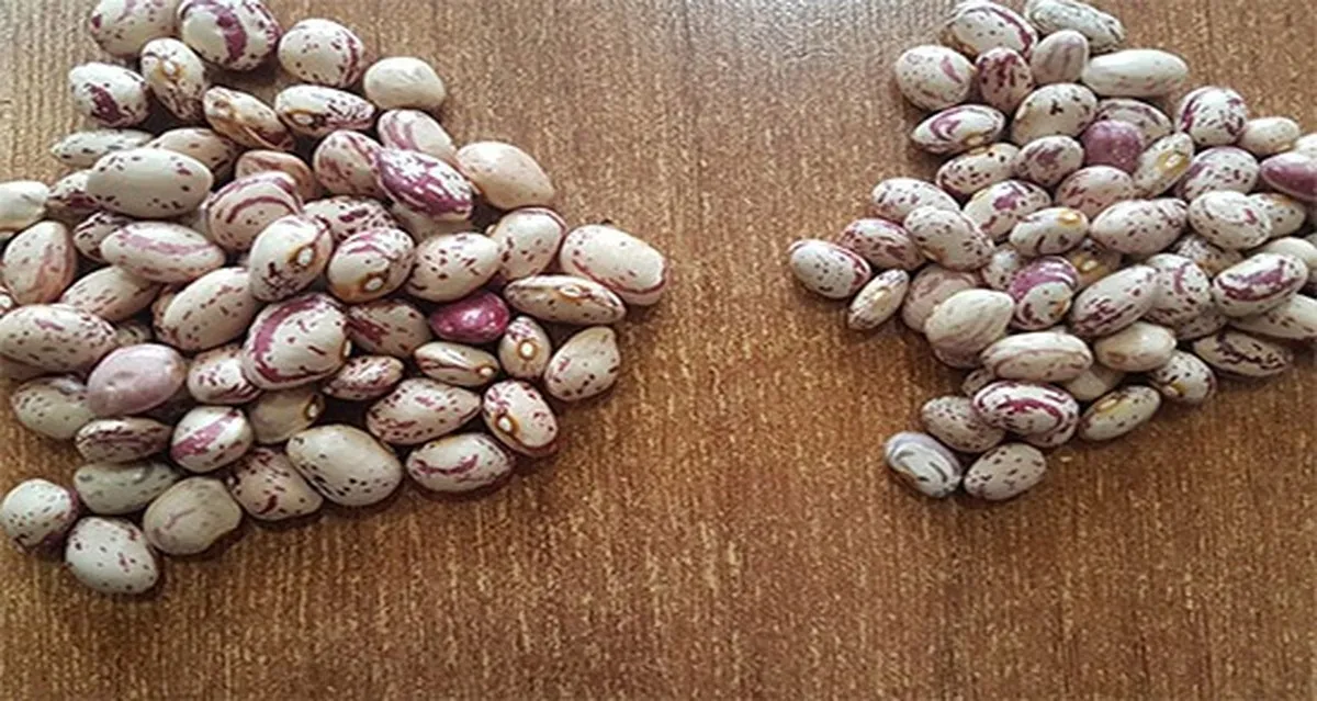 قیمت لوبیا چیتی ارزان شد
