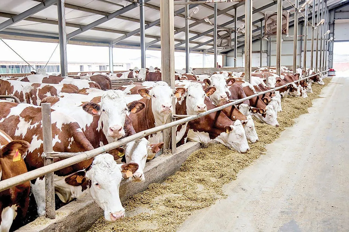 هشدار اتحادیه دامداران به وزارت جهاد کشاورزی