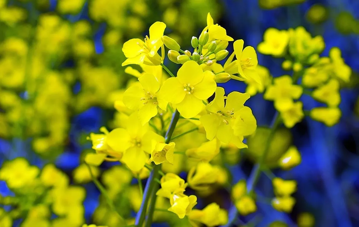 چالش‌ها و راهکار‌های تقویت تولید «کلزا» در کشور