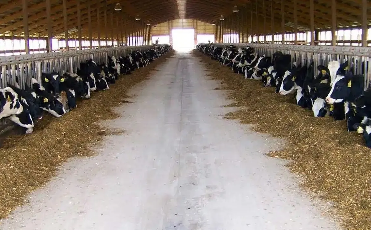 «گرانی سبوس» چالش تازه دامداران در سایه خشکسالی؛ دامدار حمایت می‌خواهد