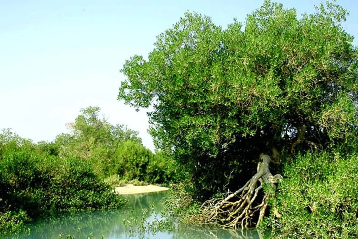 حمایت گسترده سازمان منابع طبیعی از مناطق زاگرسی / تأکید بر نقش مردم در حفاظت از جنگل‌ها