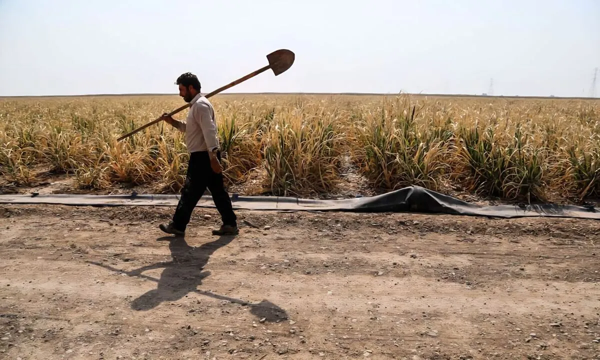 امنیت غذایی زیر فشار خاموشی‌های زودهنگام؛ خسارت سنگین ناترازی به باغات و مزارع