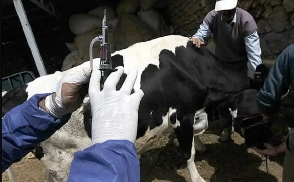 آخرین وضعیت تب برفکی در کشور/ اپیدمی رخ نداده است