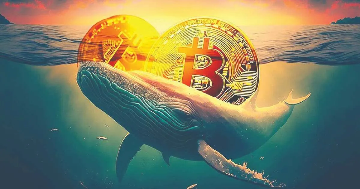 رشد بیت‌کوین با حمایت نهنگ‌ها