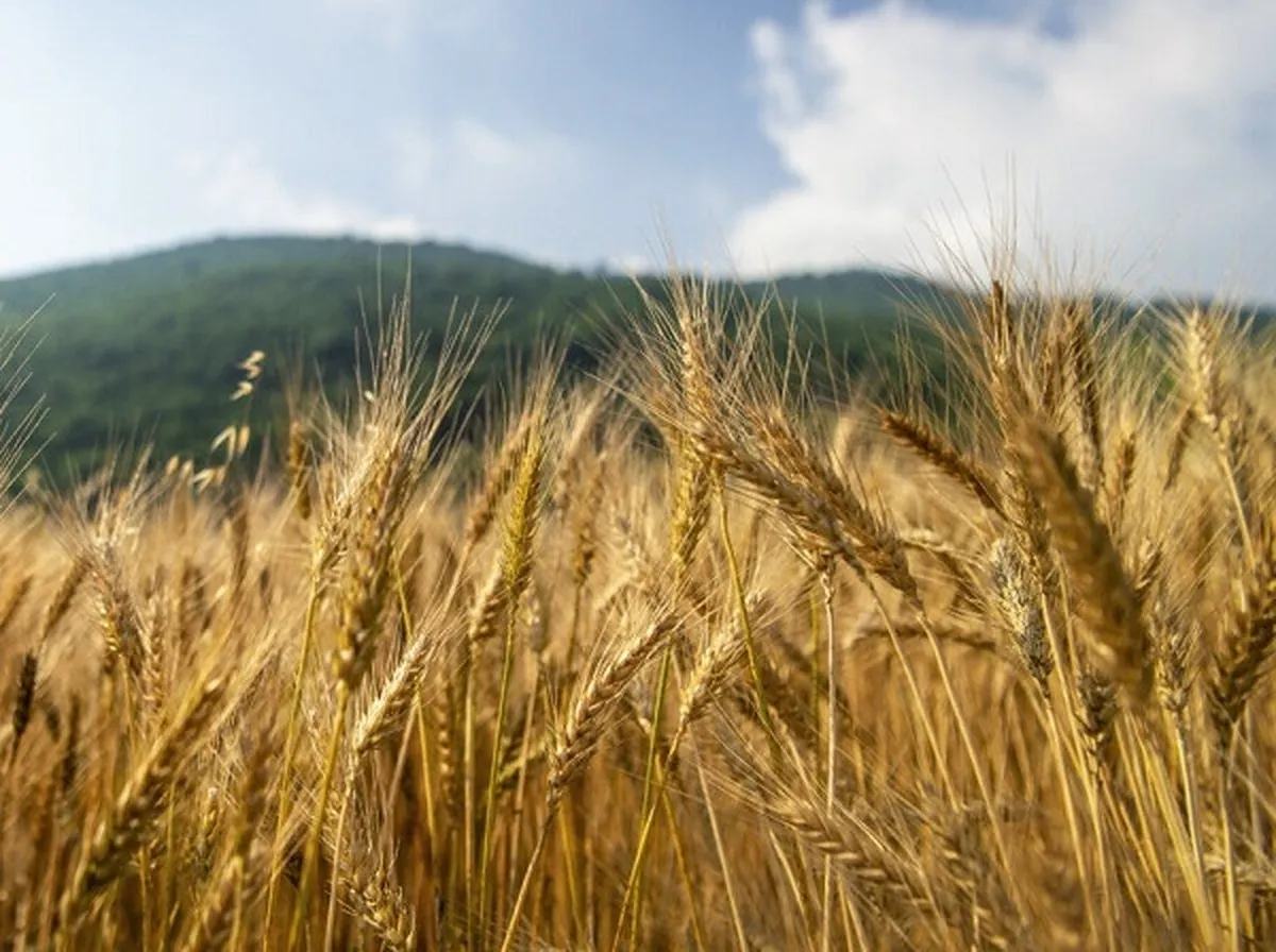 فروش گندم و آرد یارانه‌ای برای مصارف خبازی مجاز شد