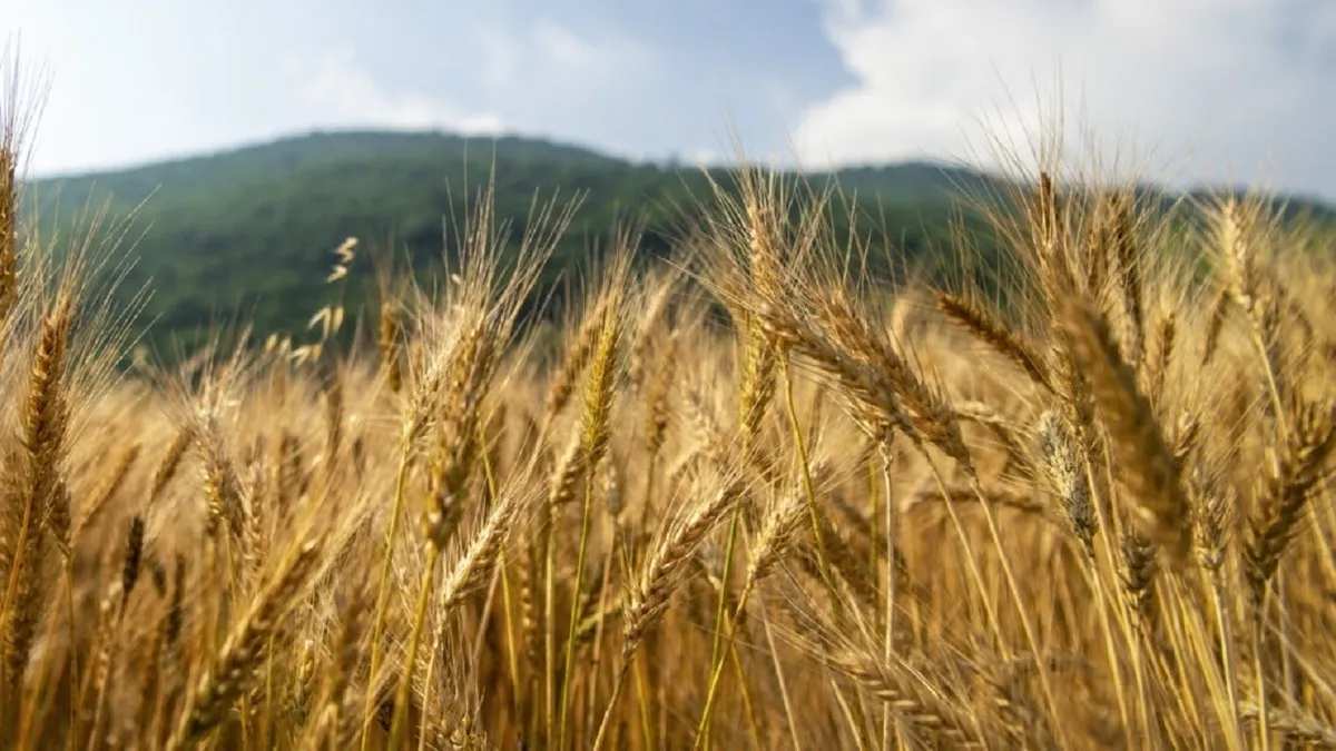 خرید تضمینی گندم به یک میلیون و ۶۰۰ هزارتن رسید