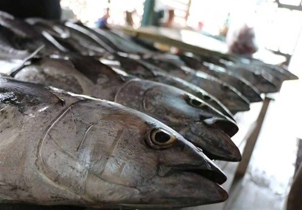 آغاز ثبت سفارش واردات ماهی تن از ۹ شهریور