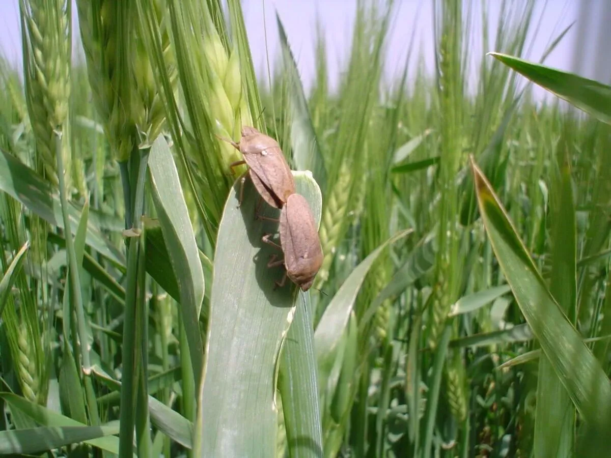 آغاز عملیات مقابله با آفت سن گندم در استان‌های جنوبی