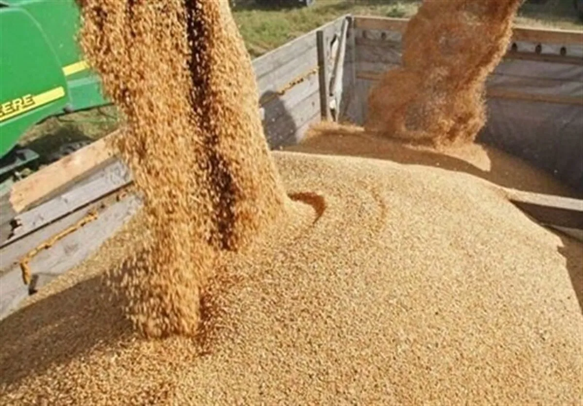 قیمت خرید تضمینی جو و ذرت ۲۳ هزار تومان تعیین شد