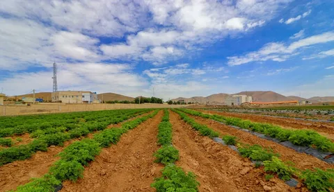 شناسنامه‌دار کردن محصولات کشاورزی برای تولید محصول سالم بررسی شد